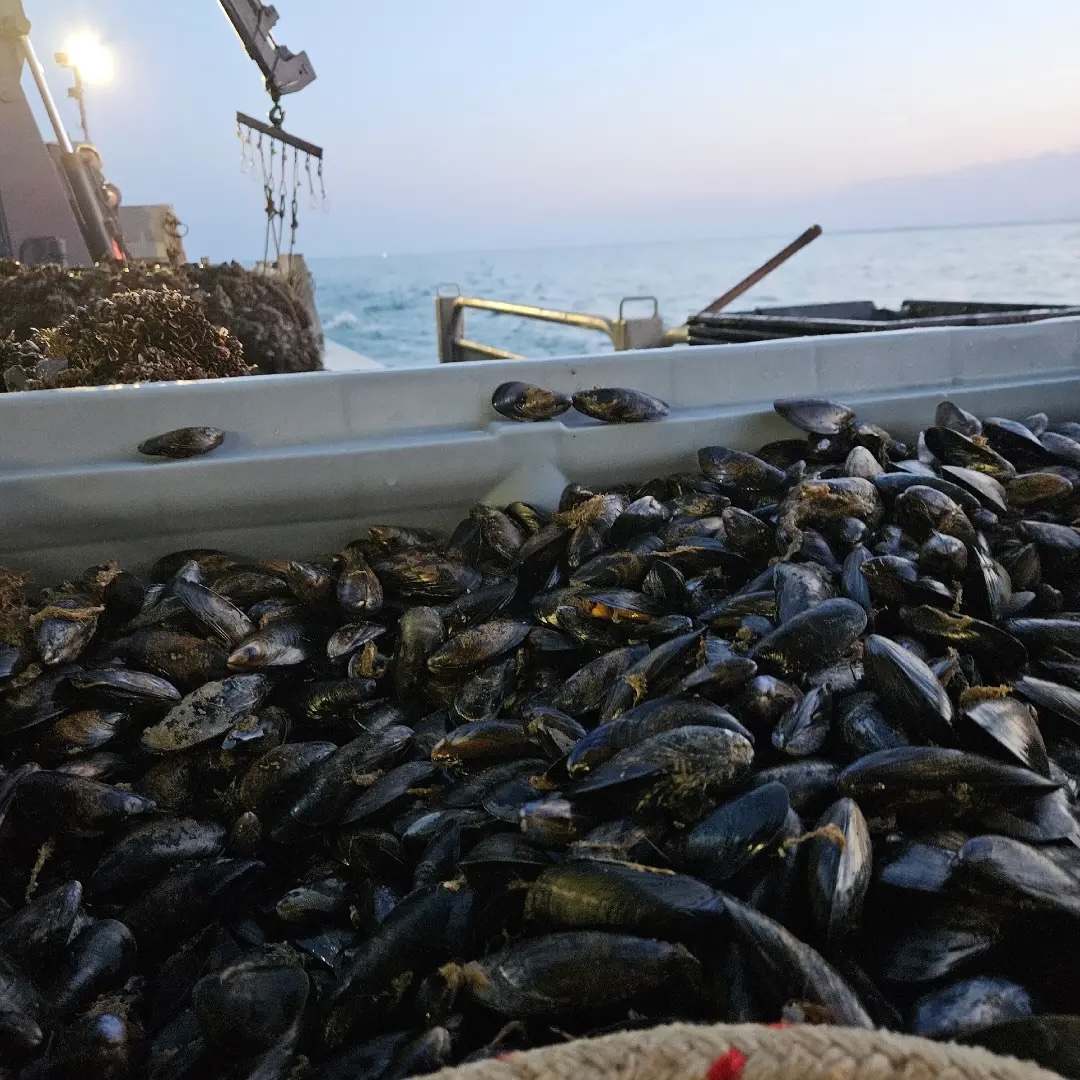 Éclade de Moules aux aiguilles de pin