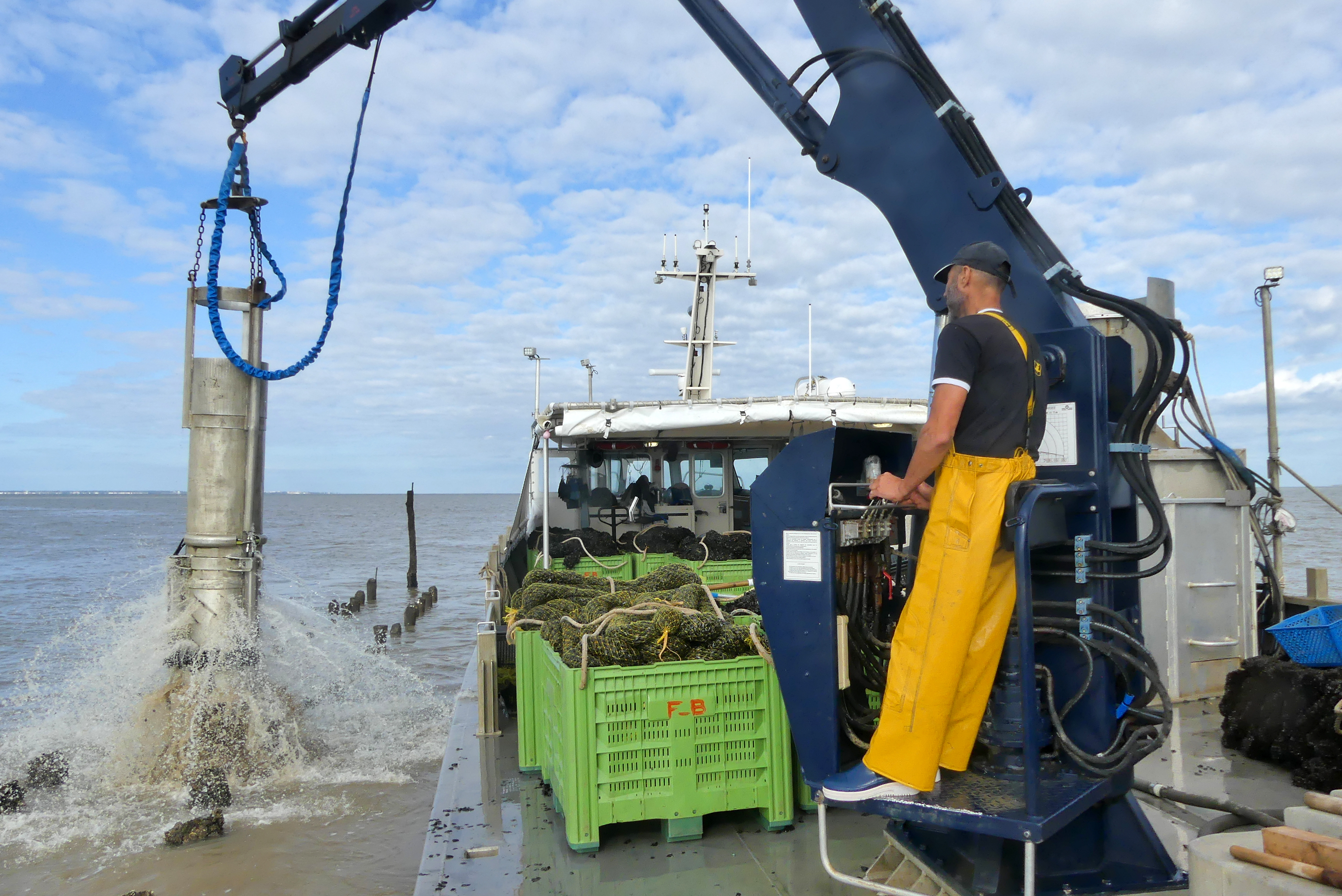 Récolte sur bouchots
