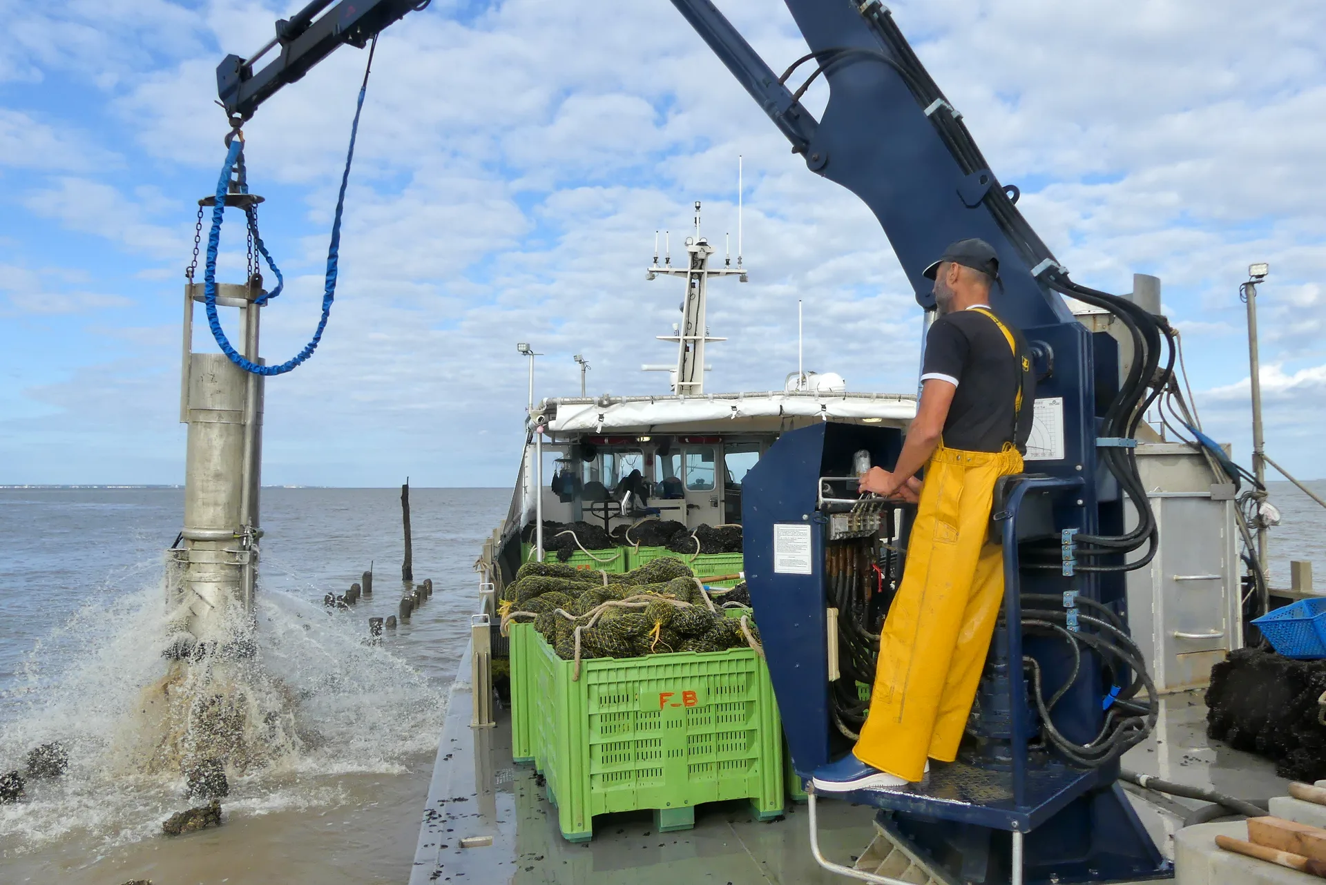 Récolte sur bouchots
