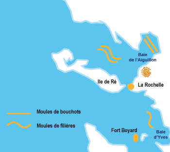 découvrez nos exploitation de moules de filières et de bouchots dans les baies d'Yves et de l'Aiguillon 